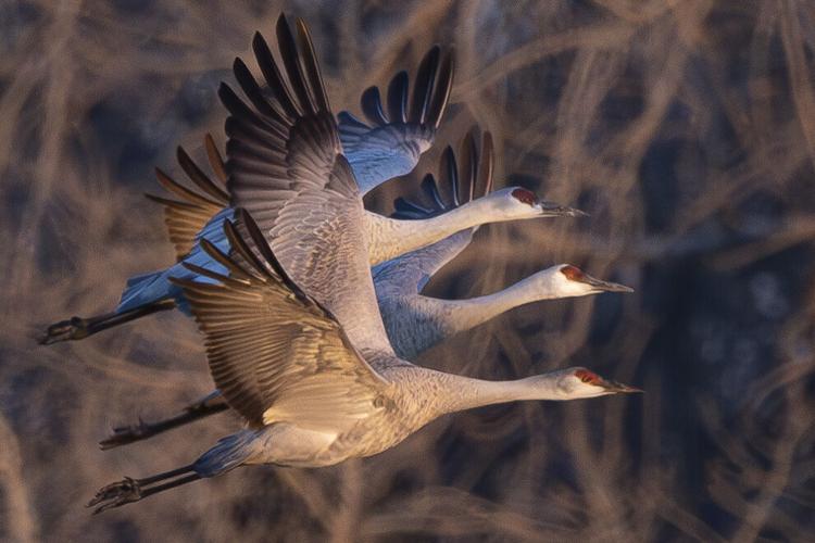 Sandhill Cranes, 3.19