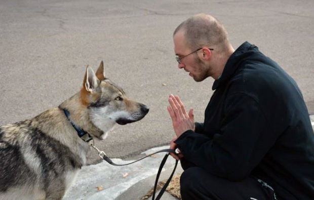 Mars the wolf dog