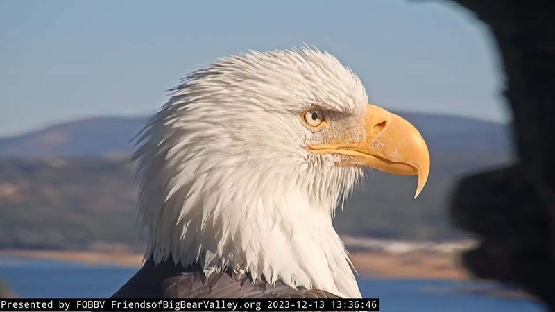 Jackie, the famous and fierce mother bald eagle of Big Bear Lake in California, is pictured in her nest.