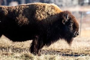 'Incredible creatures': Lincoln's Pioneers Park Nature Center acquires six more bison