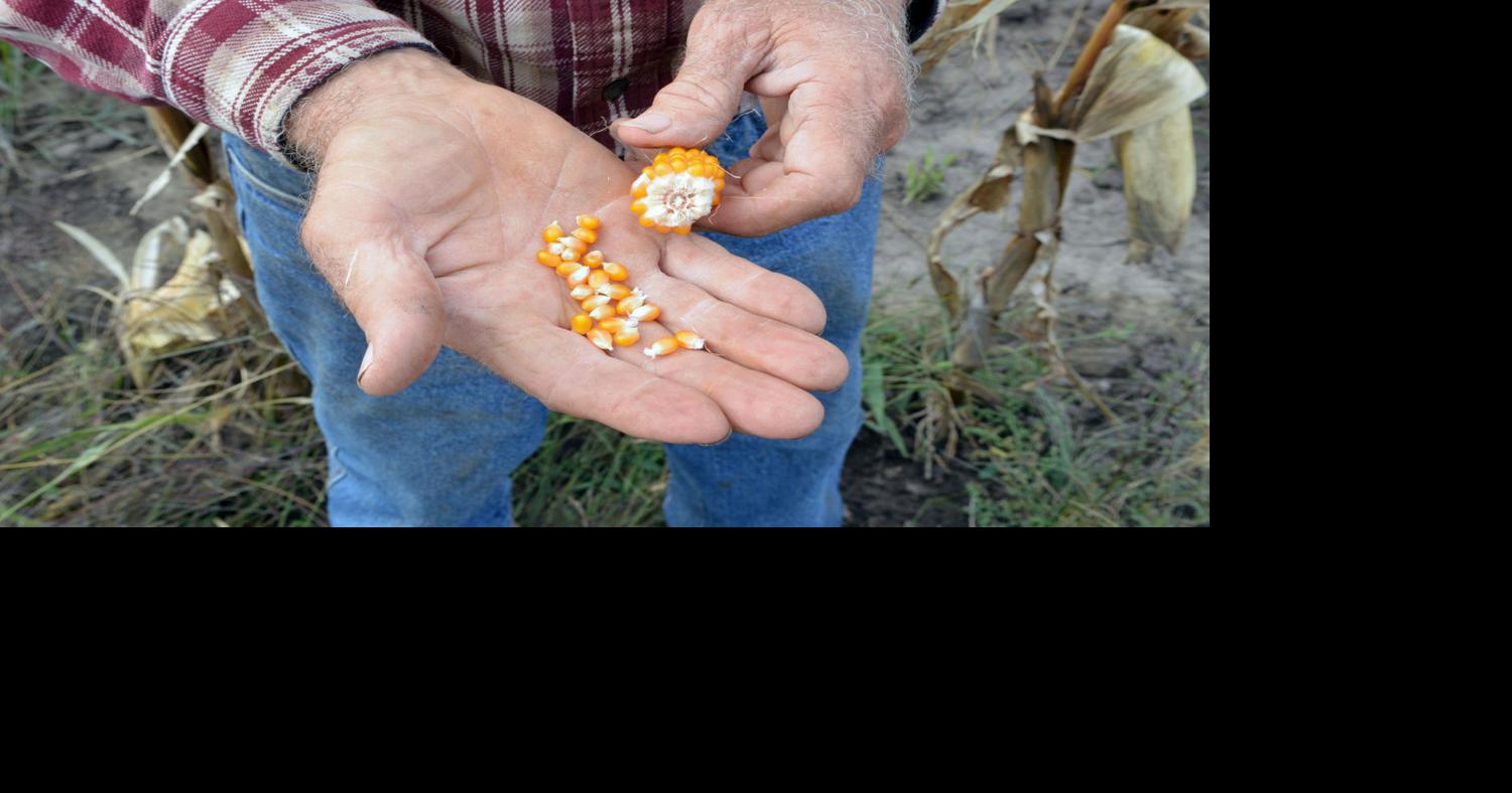 State ranks No. 1 in popcorn production