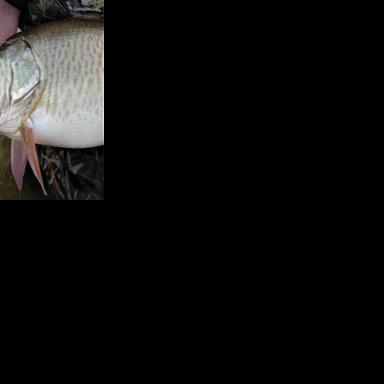 OUTDOORS Angling for the value of a fish DARYL BAUER Nebraska Game and Parks Oct 19, 2025