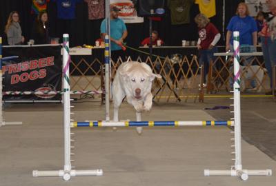 I Love My Dog Expo supports Domesti-PUPS