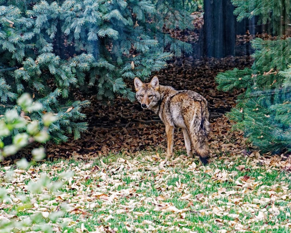 Police: South Jersey man attacked by coyote on popular trail