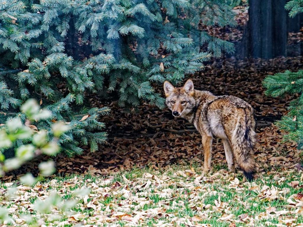 Animal Control Looking For Coyote That Killed Dog In Front Of Small Child Chased Kids In South Lincoln Local