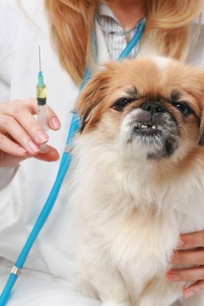 Sick dog