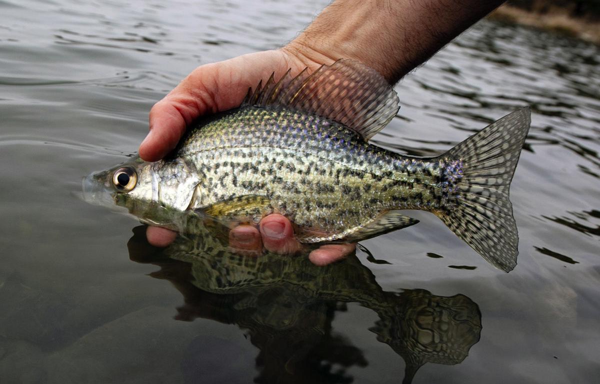 Texas Crappie Forecast for 2015 - Game & Fish