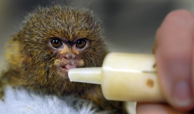 Zookeeper becomes mom to Lincoln zoo's pygmy marmoset | Family ...