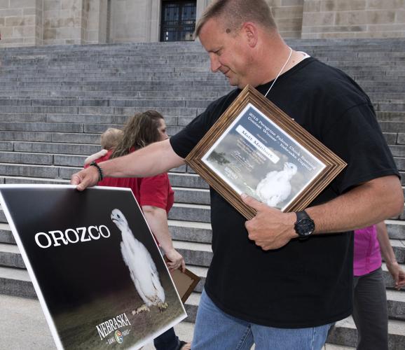 Orozco the falcon
