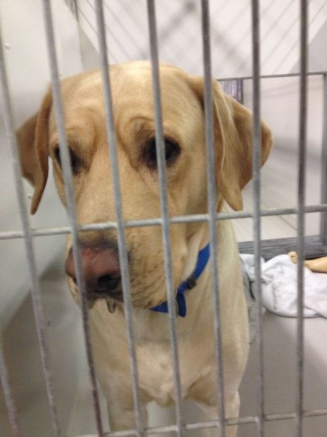 Lamar the dog to be freed after alleged attack | Nebraska News ...
