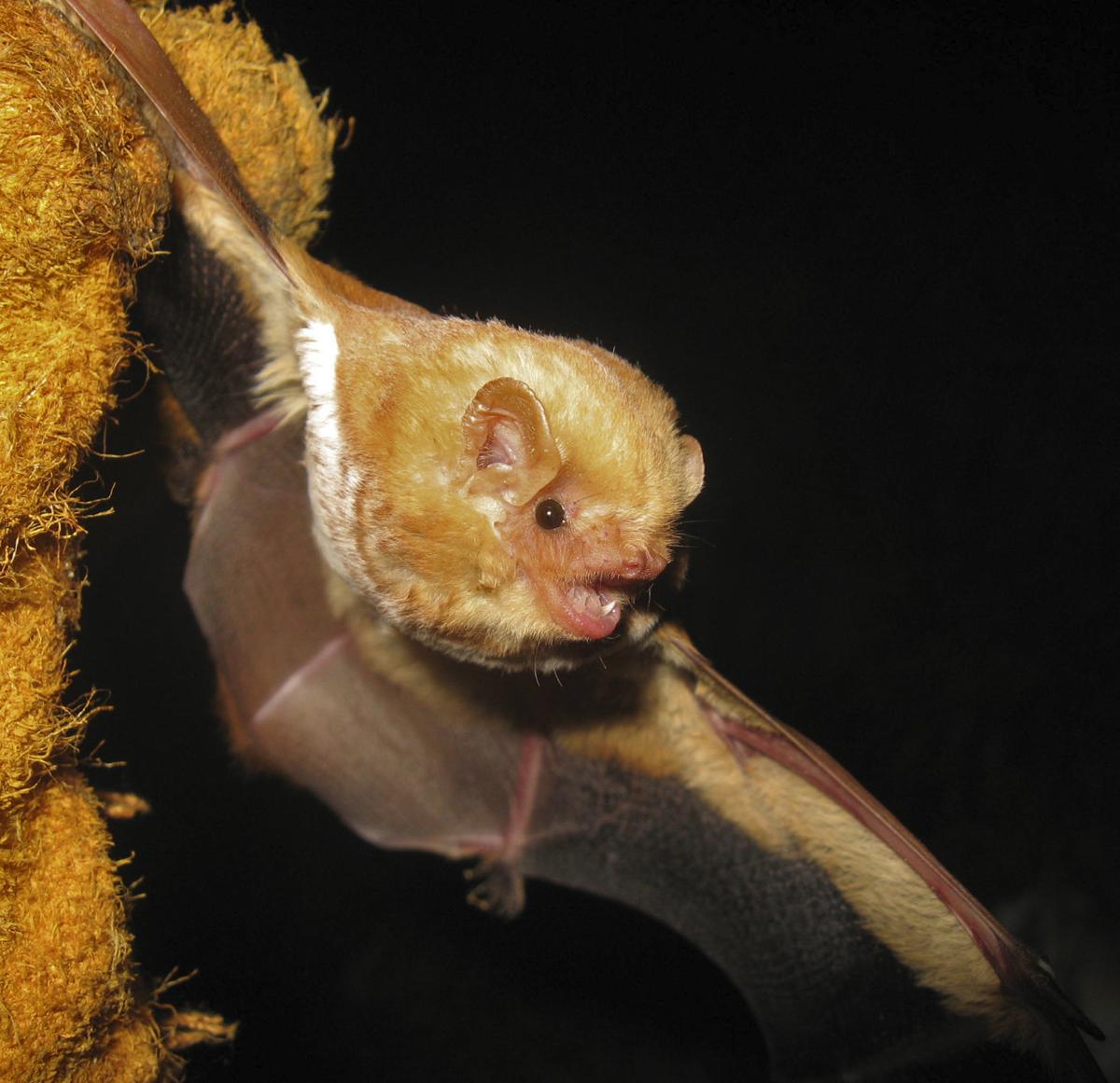 Eastern Red bat