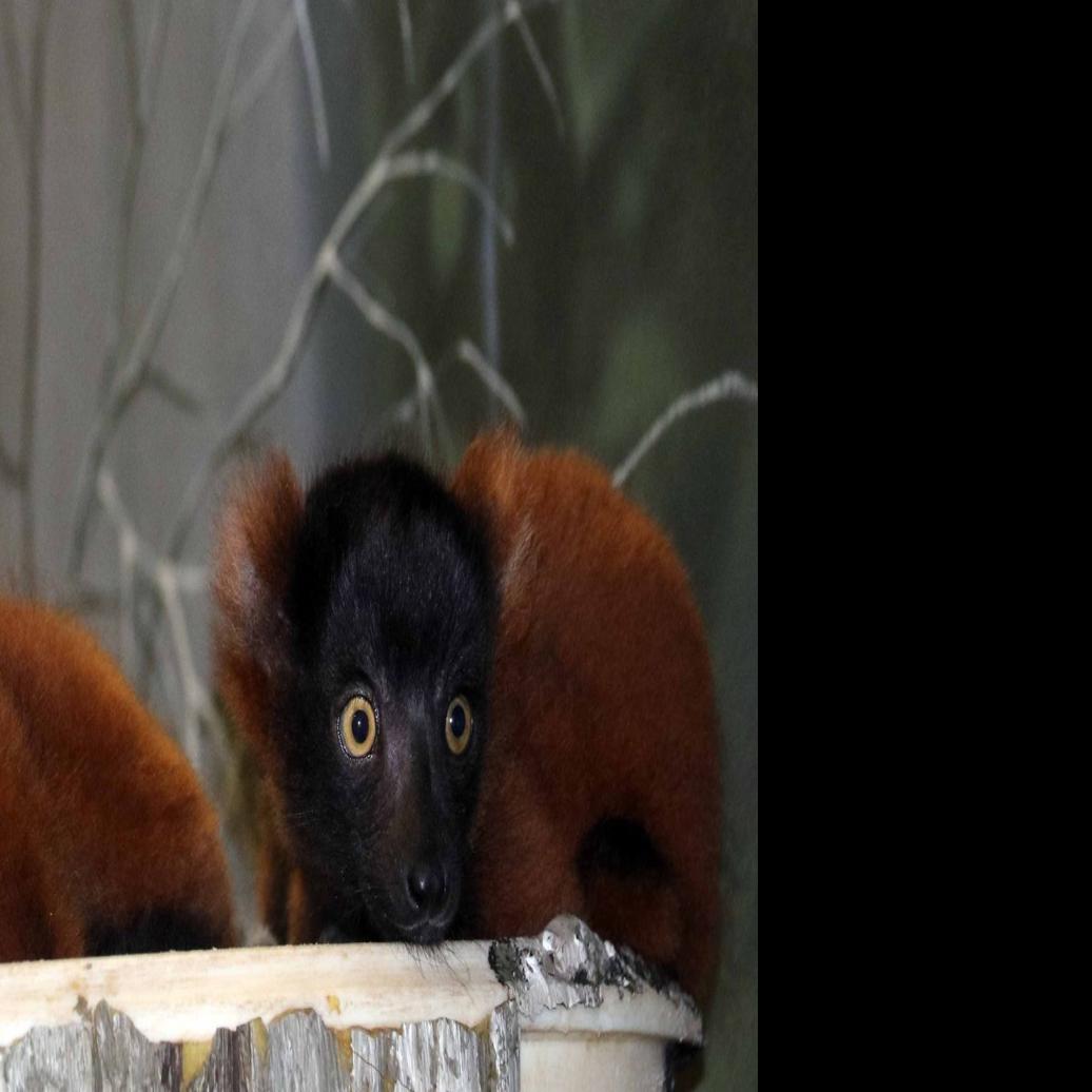 2 Critically Endangered Lemurs Born At Omaha Zoo Family