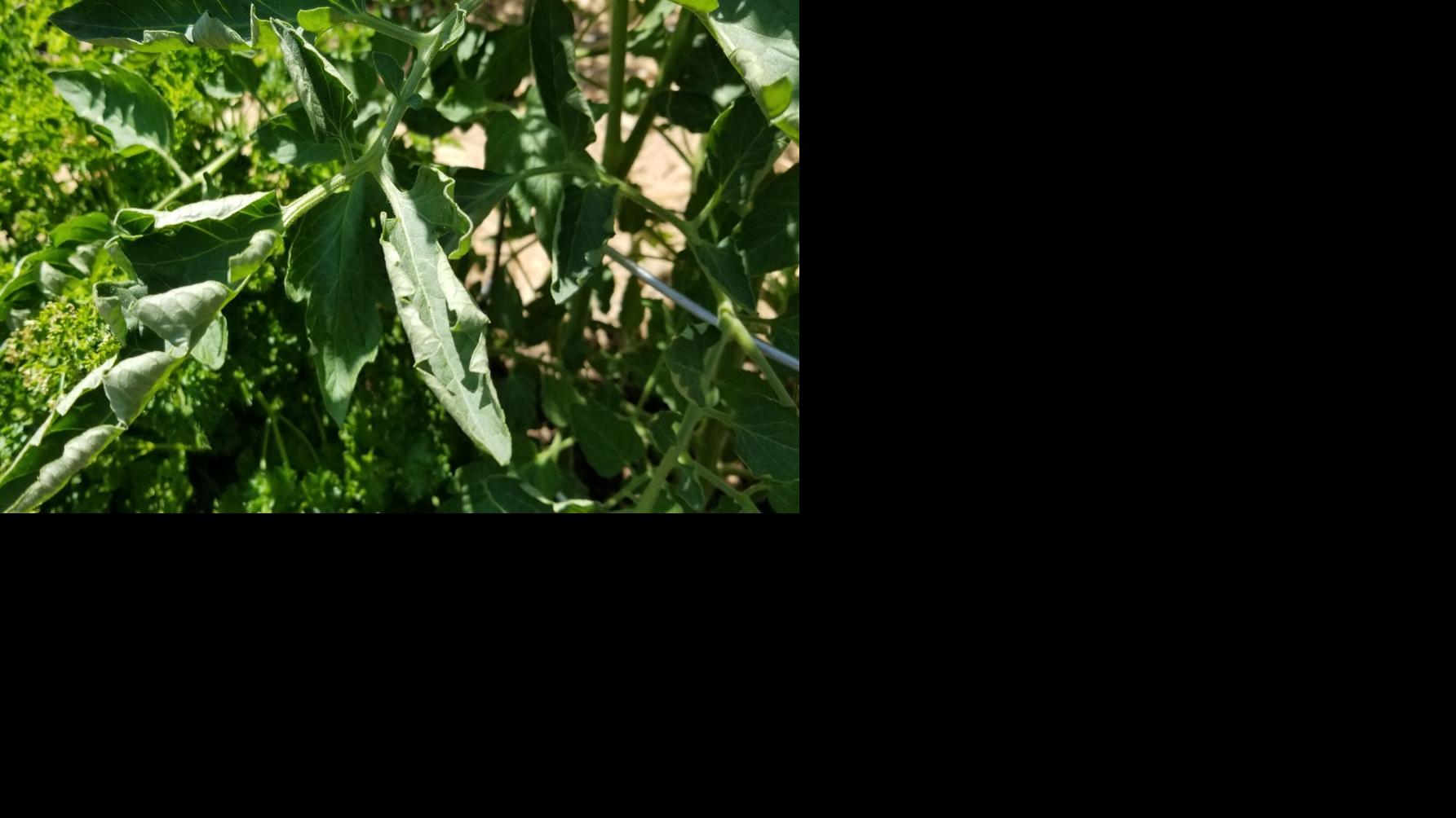 Not looking at any tomatoes? Blame the very hot weather | House & Garden