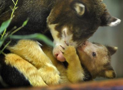 Lincoln Children's Zoo