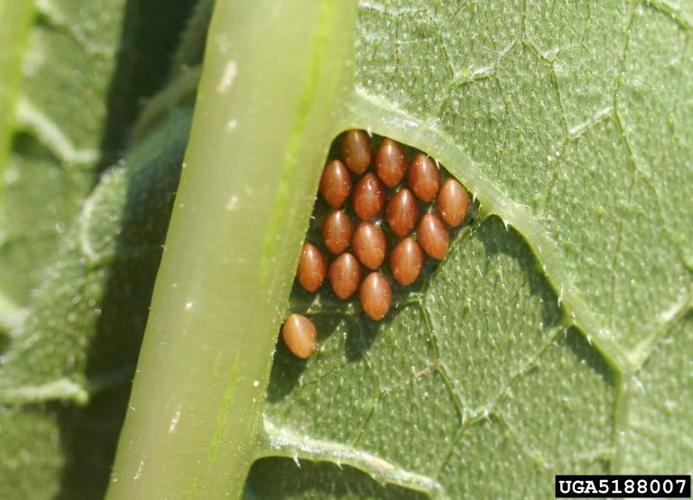 eggs