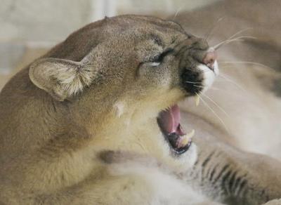 Mountain Lion