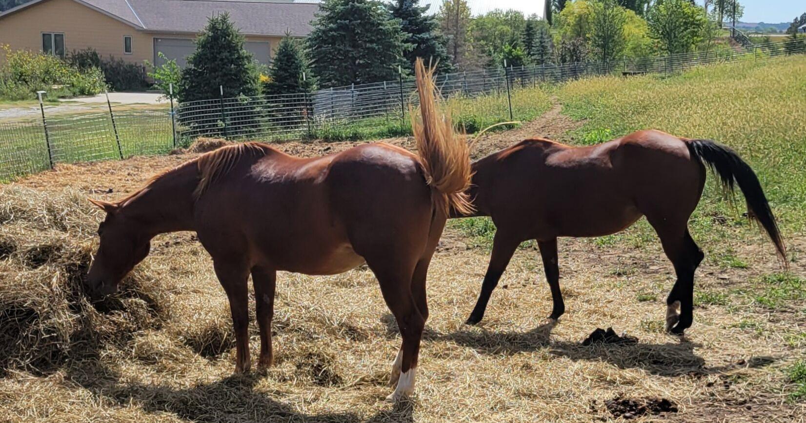 Former owner of malnourished horses in Gage County receives big payout from auction - Vimarsana News