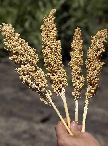 Sorghum