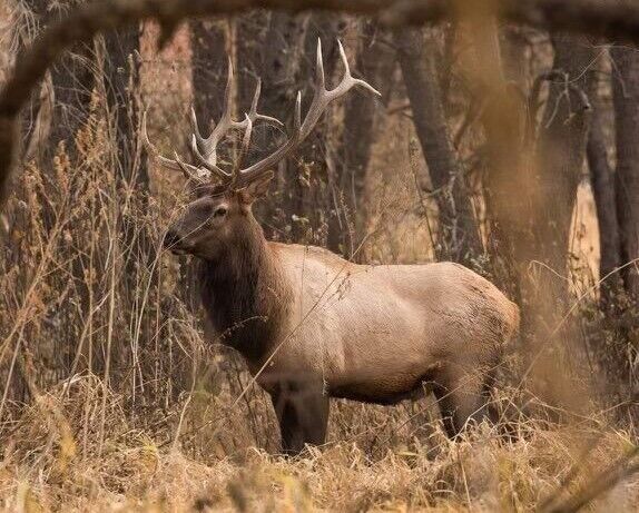 Elk 1