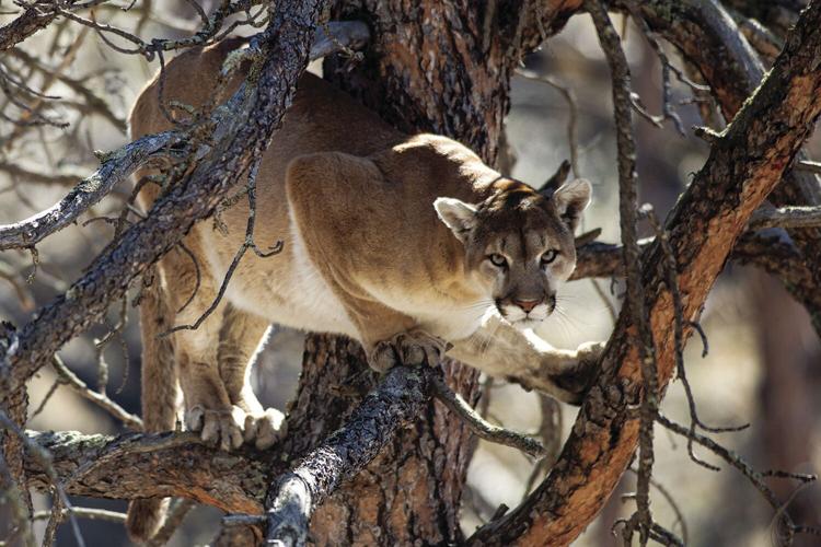 Mountain lion