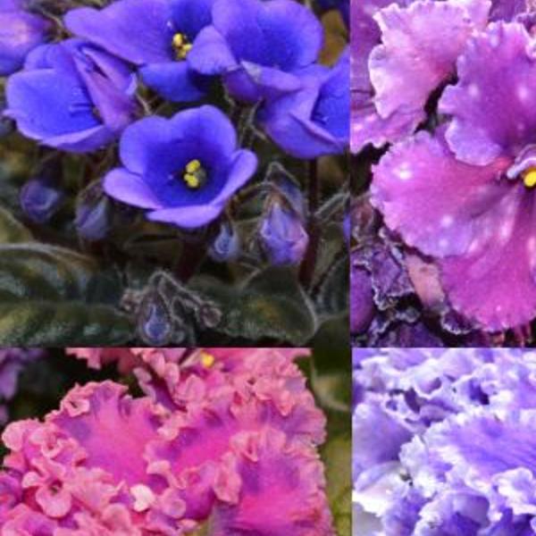 Keeping Your African Violets Beautiful Home Garden Journalstar Com