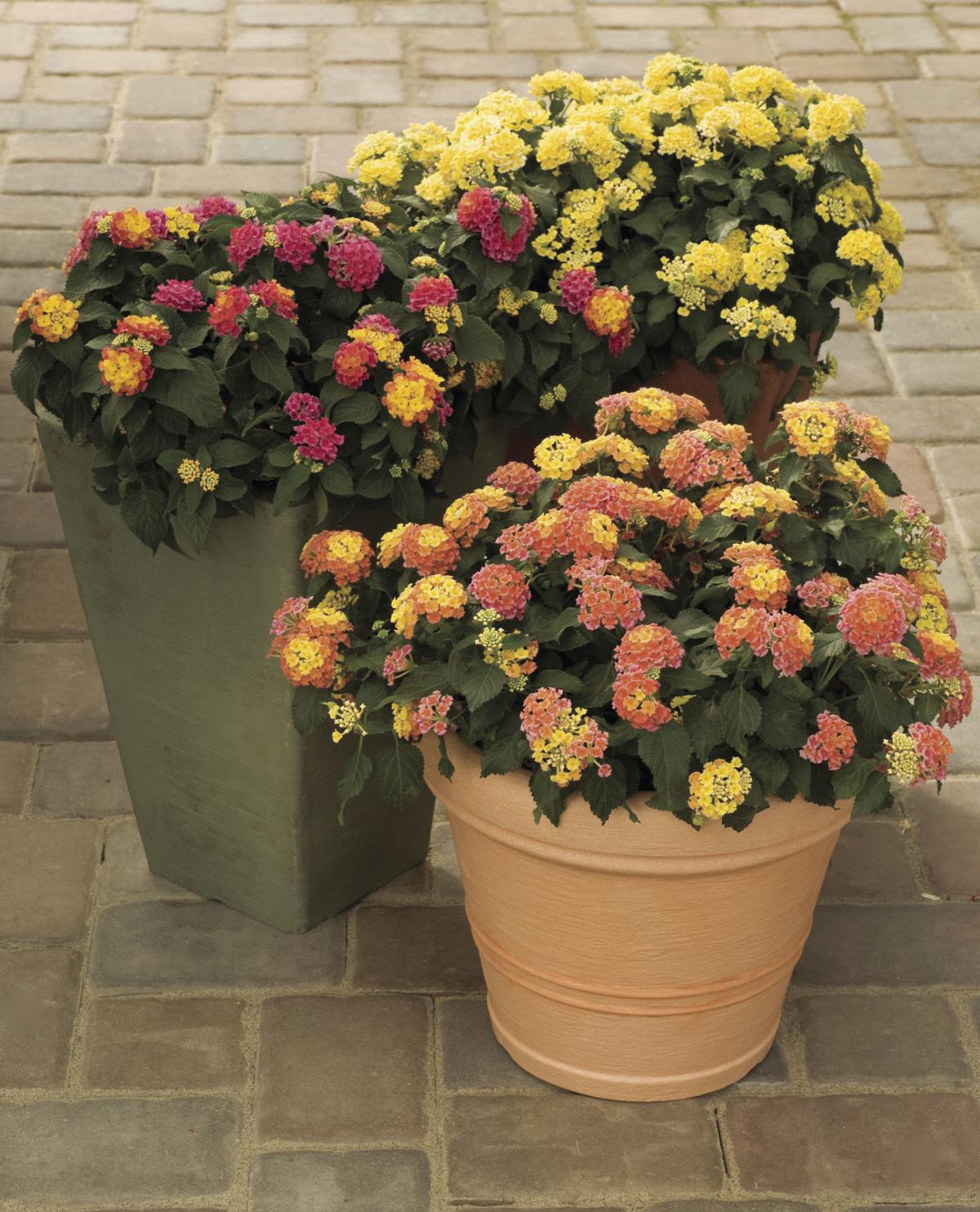 Sarah Browning Lantana varieties add color, draw bees Home & Garden