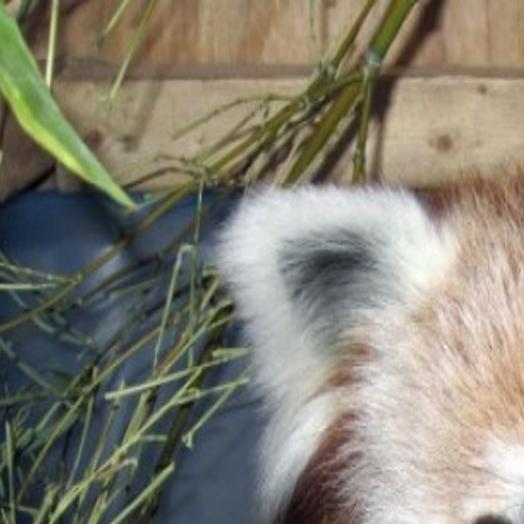 It S Twins Zoo S Red Panda Sophia Gives Birth Local Journalstar Com