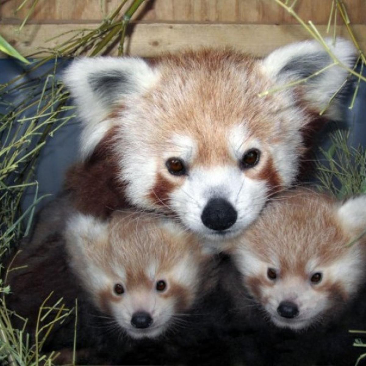 It S Twins Zoo S Red Panda Sophia Gives Birth Local Journalstar Com It S Twins Zoo S Red Panda Sophia Gives Birth Local Journalstar Com