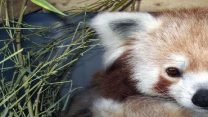 It S Twins Zoo S Red Panda Sophia Gives Birth Local Journalstar Com