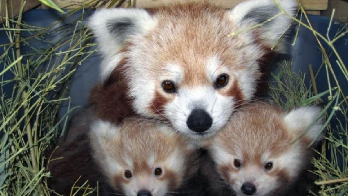 It S Twins Zoo S Red Panda Sophia Gives Birth Local Journalstar Com It S Twins Zoo S Red Panda Sophia Gives Birth Local Journalstar Com