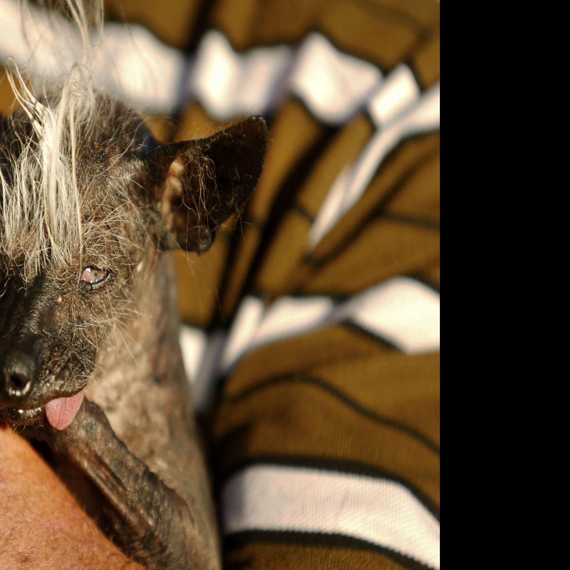 Meet The Past Winners Of The World S Ugliest Dog Contest Pets Journalstar Com