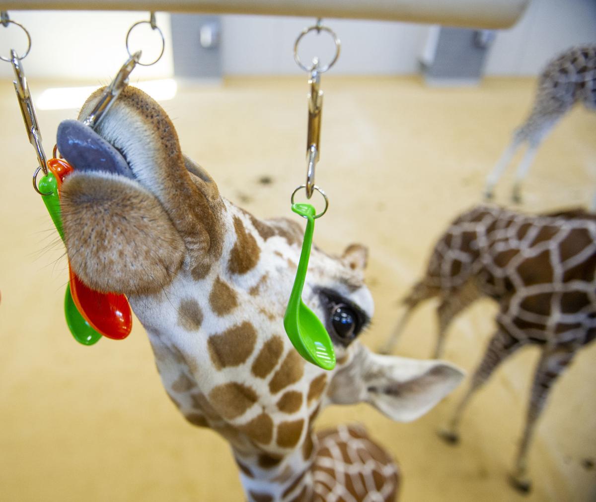 enrichment toys for giraffes