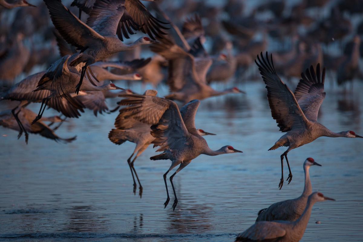 Whooping Crane  Nebraska Game & Parks Commission