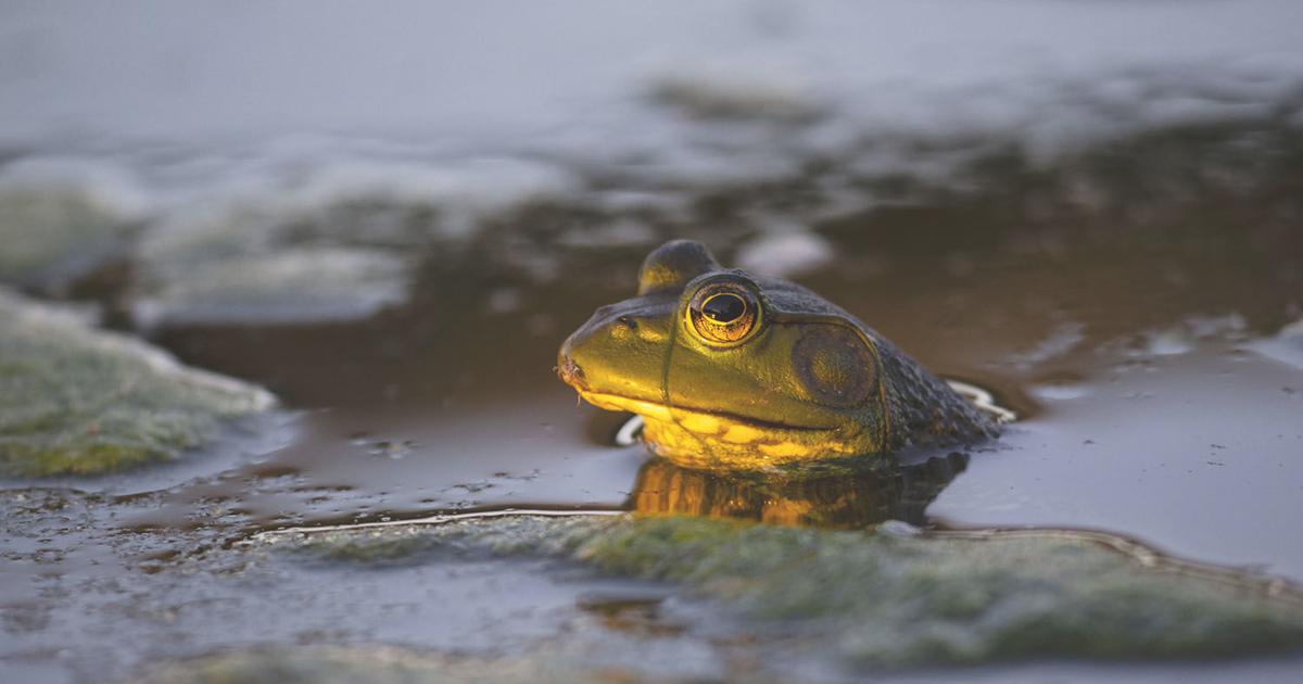 Tips to get a jump on bullfrog season