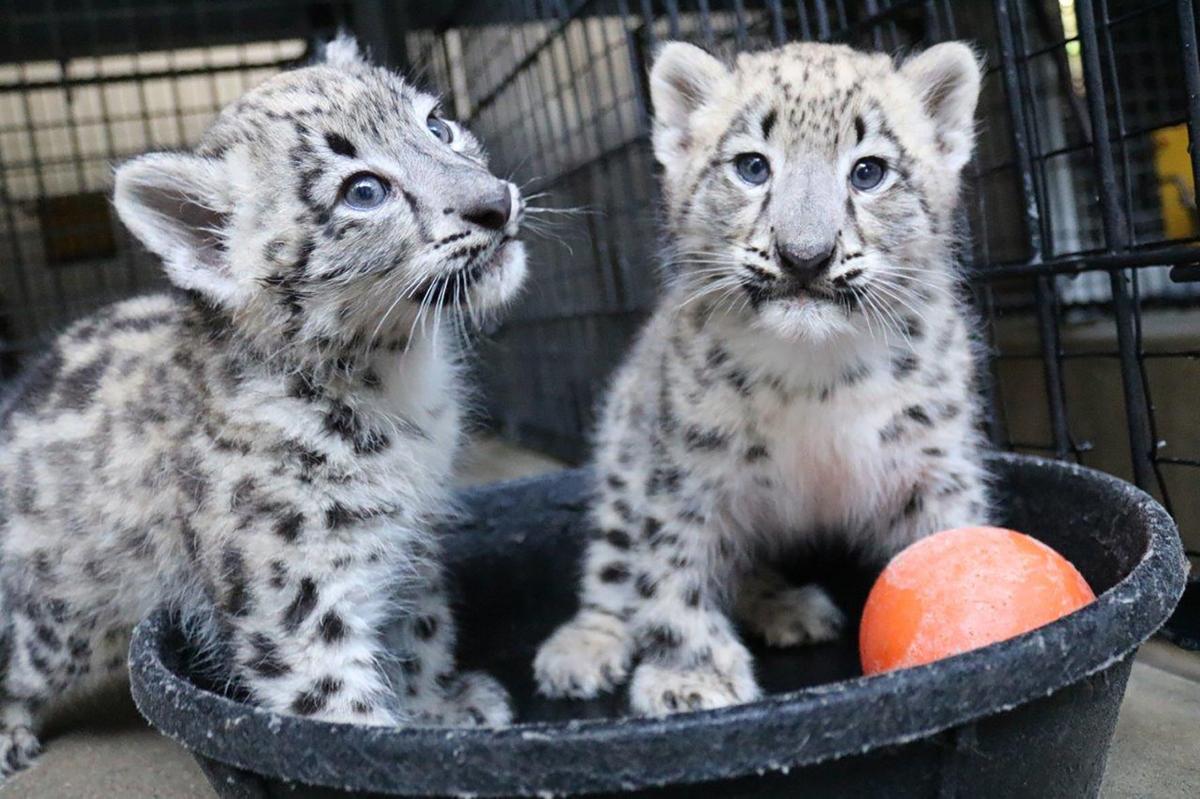 Meet the cubs at Snow Leopard Day