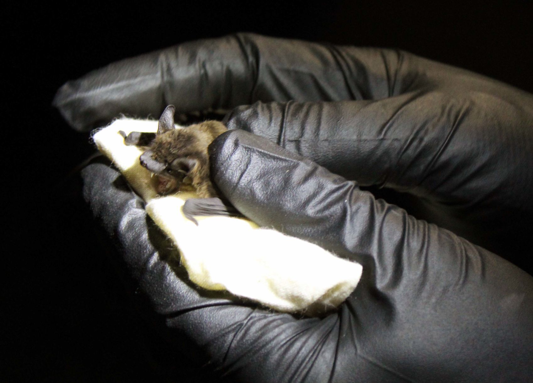 Federally threatened bats found at Homestead National Monument