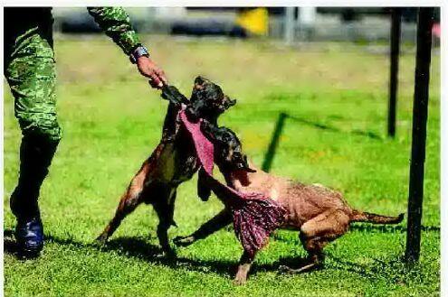 Military training dogs at puppy kindergarten