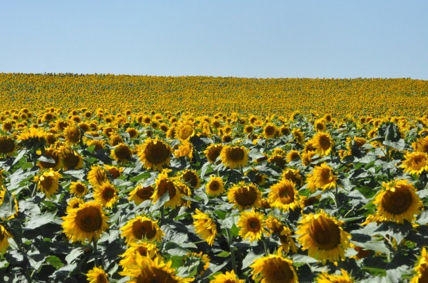 Sunflower crop
