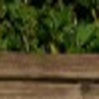Unl Cat Lovers Unite To Support Feral Cats Lifestyles