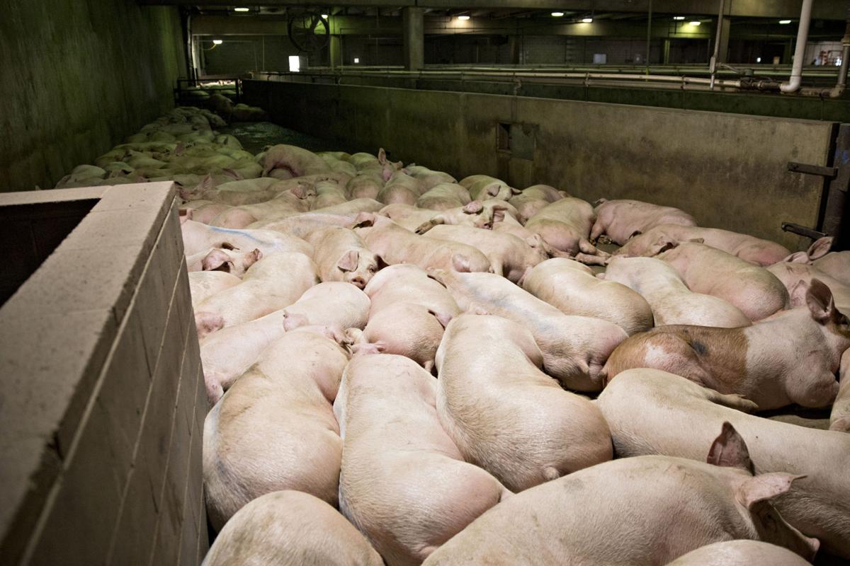 PORK