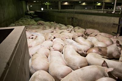 PORK