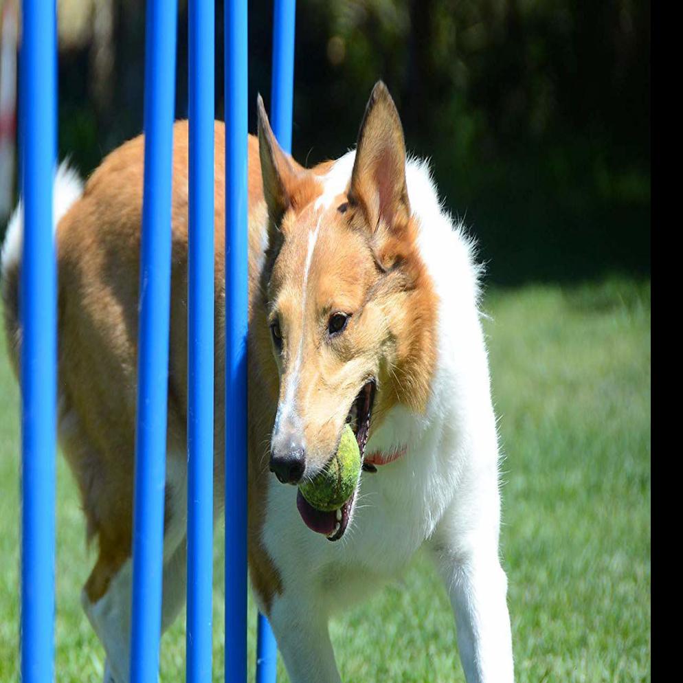Here S How To Build A Backyard Agility Course For Your Active Dog