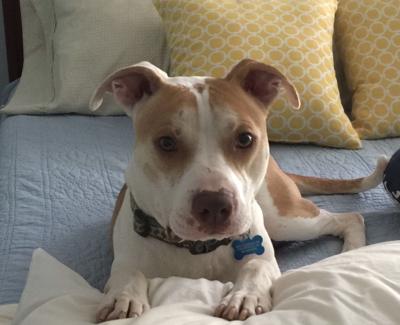 Simple Tips for Enjoyable Hotel Stays With Your Pet (image)
