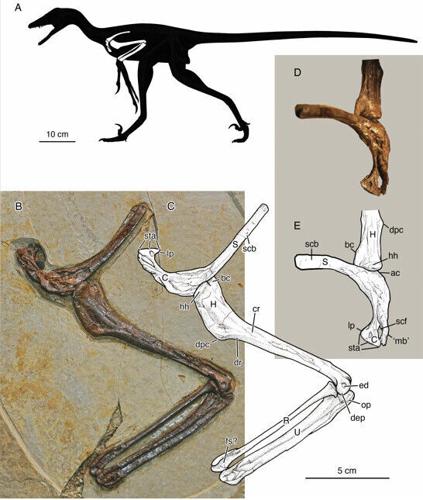 NU State Museum researcher helps identify new feathered dinosaur species