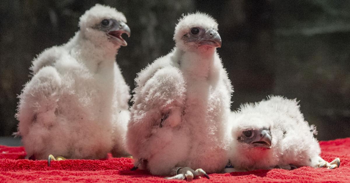 Falcons In Nebraska 'Lofty names:' Nebraska Capitol peregrine falcon chicks named