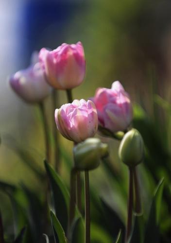 Tulips