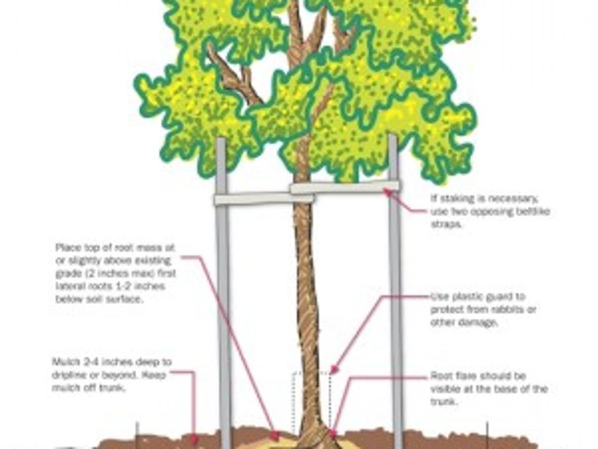 In honor of Arbor Day, how to plant a tree | Lifestyles ...