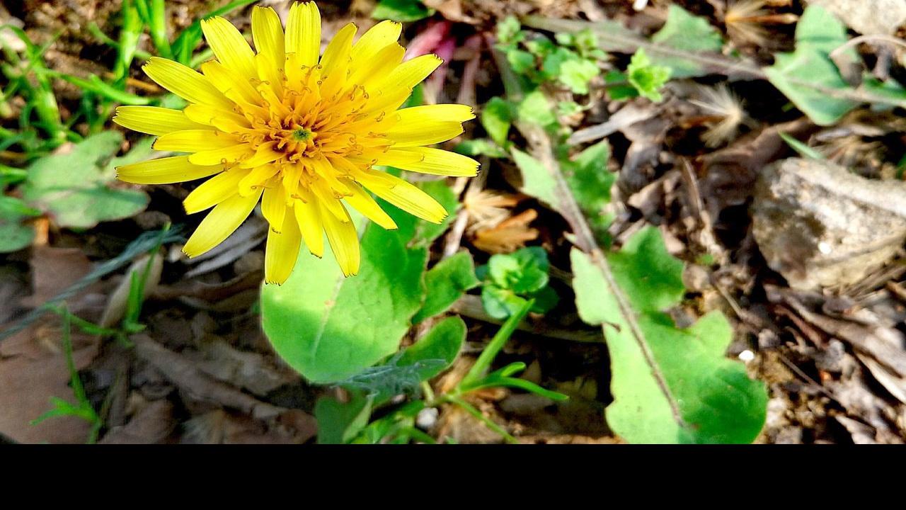 Sarah Browning Fall Is Perfect Time To Get Control Of Weeds Home Garden Journalstar Com