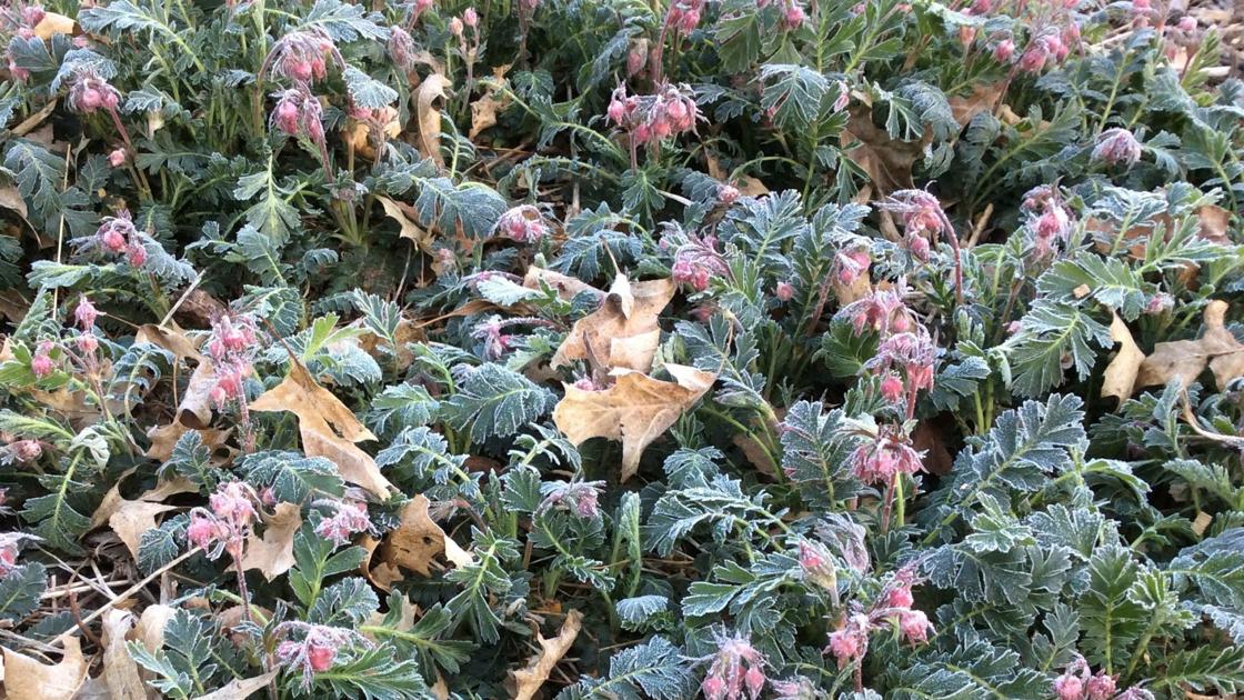 Sarah Browning: Spring frost an unwelcome visitor | Home & Garden