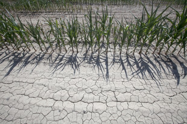 Wide Drought
